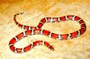 Milk snake