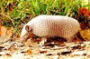 Southern naked-tailed armadillo (Cabassous unicinctus)