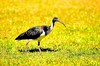 Straw-necked ibis (Threskiornis spinicollis)