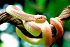 Shore pit viper (Trimeresurus purpureomaculatus)