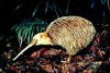 Little spotted kiwi (Apteryx owenii)