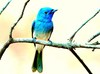 Black-naped monarch (Hypothymis azurea)