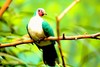 Jambu fruit dove (Ptilinopus jambu)