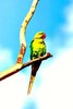 Alexandrine parakeet (Psittacula eupatria)