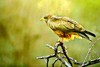 Yellow-billed kite (Milvus aegyptius)