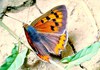 Small copper butterfly (Lycaena phlaeas)