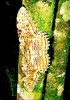 White witch moth (Thysania agrippina)