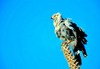 Madagascan harrier-hawk (Polyboroides radiatus)