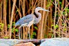 Great-billed heron (Ardea sumatrana)