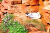 Northern fulmar (Fulmarus glacialis)