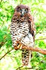 Powerful owl (Ninox strenua)