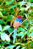 Sri Lanka blue magpie (Urocissa ornata)