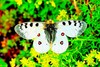 Small Apollo butterfly (Parnassius phoebus)
