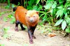 Bush dog (Speothos venaticus)