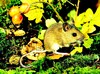 Wood mouse (Apodemus sylvaticus)