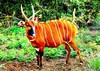 Bongo