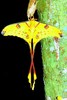 African moon moth (Argema mimosae)