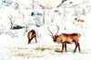 Reindeer (Rangifer tarandus)