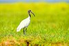 Black-headed ibis (Threskiornis melanocephalus)