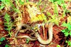 Grass snake (Natrix natrix)