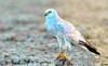 Pallid harrier (Circus macrourus)