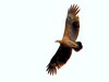 Sanford's sea eagle (Haliaeetus sanfordi)