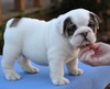 Miniature English Bulldog Puppies Available