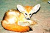 Fennec (Fennecus zerda)