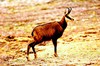 Chamois (Rupicapra rupicapra)