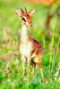 Kirk's dik-dik (Madoqua kirkii)