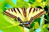 Western tiger swallowtail (Papilio rutulus)