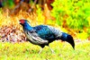 Kalij pheasant (Lophura leucomelanos)