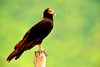 Greater yellow-headed vulture (Cathartes melambrotus)