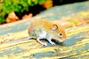 Bank vole (Myodes glareolus)