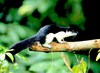 Black giant squirrel (Ratufa bicolor)