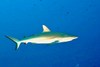 Grey reef shark (Carcharhinus amblyrhynchos)