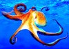 Common octopus (Octopus vulgaris)