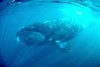 Bowhead whale (Balaena mysticetus)