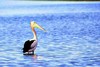 Australian pelican (Pelecanus conspicillatus)