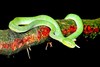 Hagen's pit viper (Trimeresurus hageni)