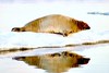 Bearded seal (Erignathus barbatus)