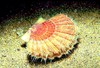 Great scallop (Pecten maximus)