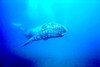 Grey whale (Eschrichtius robustus)