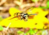 Eastern yellowjacket (Vespula maculifrons)