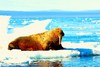 Walrus (Odobenus rosmarus)