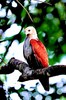 Brahminy kite (Haliastur indus)