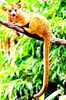 Kinkajou (Potos flavus)