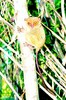 Philippine tarsier (Tarsius syrichta)