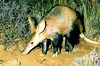 Aardvark (Orycteropus afer)