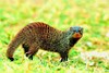 Banded mongoose (Mungos mungo)